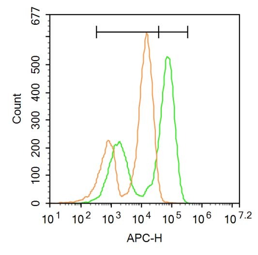 Anti-NR3C1 Polyclonal Antibody 2