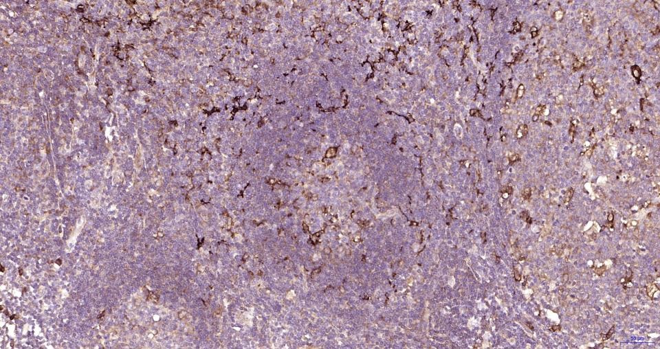 Anti-NFE2L2 Polyclonal Antibody