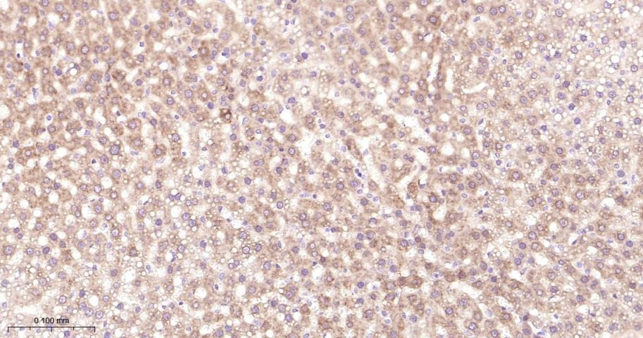 Anti-NFE2L2 Polyclonal Antibody