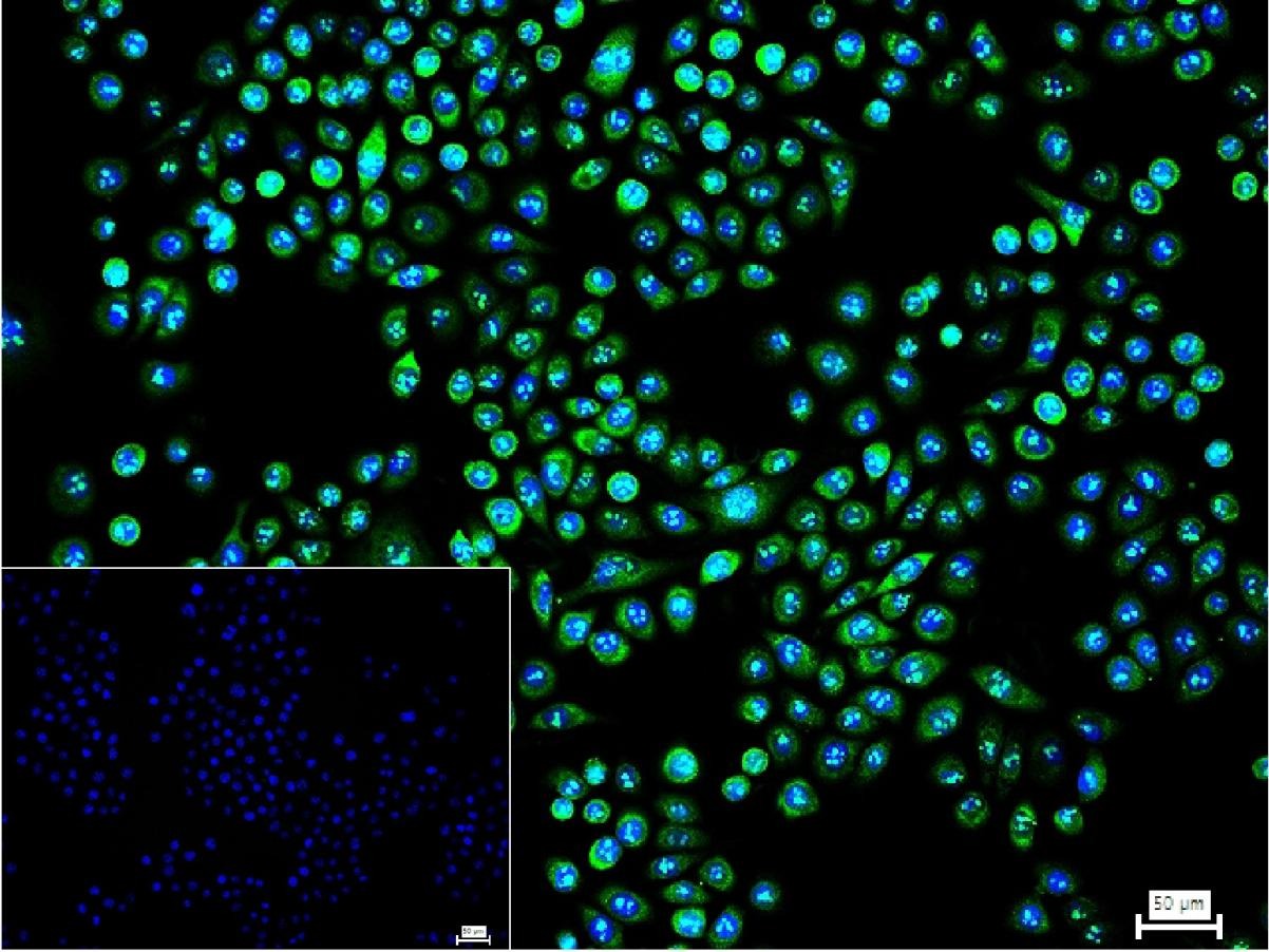 Anti-NFE2L2 Polyclonal Antibody