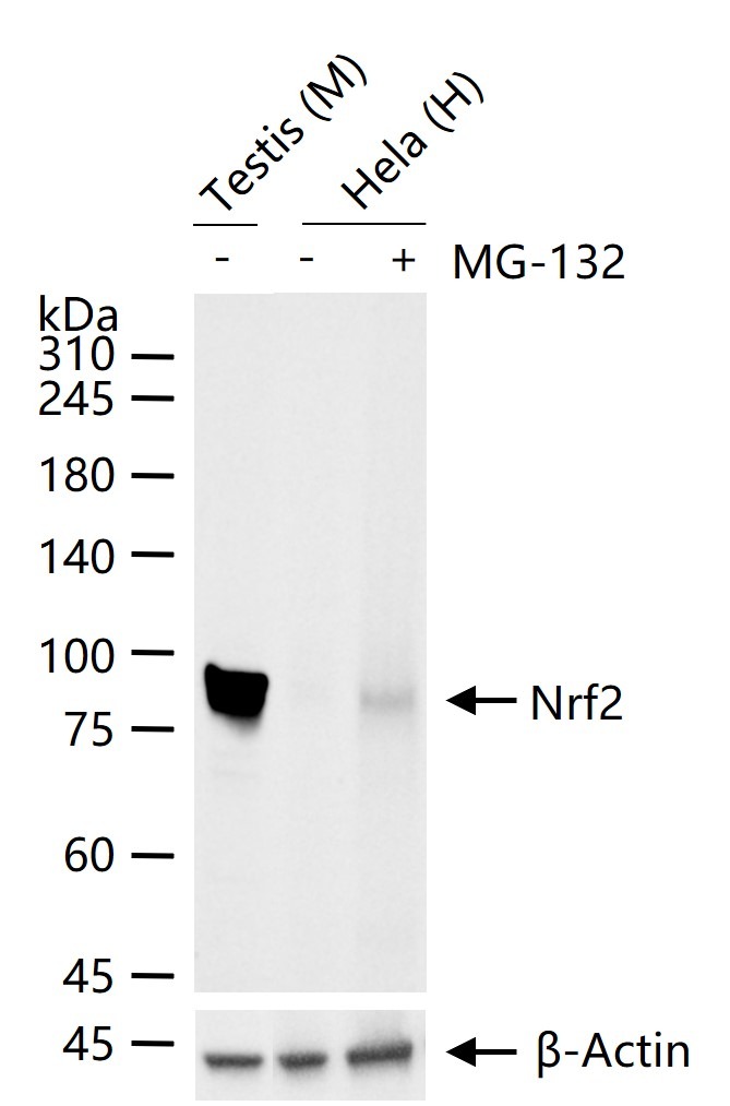 Anti-NFE2L2 Polyclonal Antibody