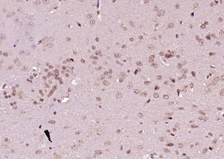 Anti-Phospho-SMAD7 (Ser249) Polyclonal Antibody