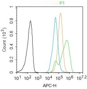 Anti-Phospho-NF-kB p65 (Thr435) Polyclonal Antibody