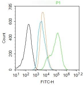 Anti-Phospho-NF-kB p65 (Thr435) Polyclonal Antibody