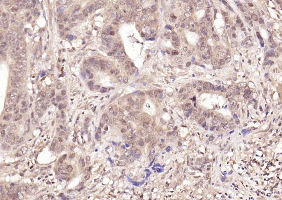 Anti-Phospho-NFKB1 (Ser337) Polyclonal Antibody