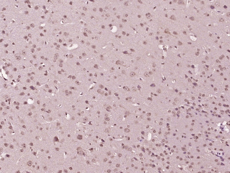 Anti-Phospho-p38 MAPK (Tyr323) Polyclonal Antibody