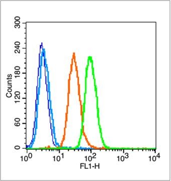 Anti-Phospho-NFKB1 (Ser337) Polyclonal Antibody