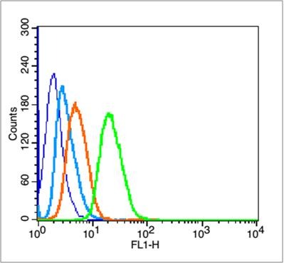 Anti-Phospho-p53 (Ser15) Polyclonal Antibody
