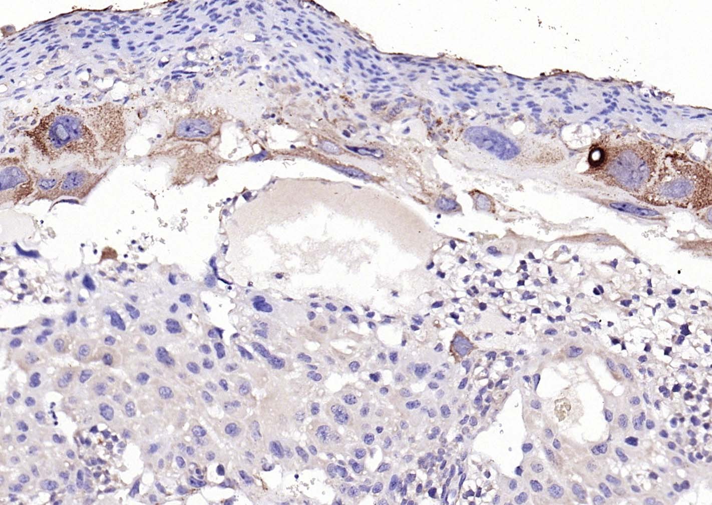 Anti-Phospho-PERK (Thr980) Polyclonal Antibody