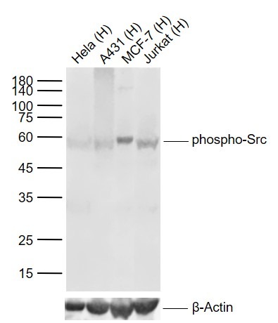 Anti-Phospho-Src (Tyr419) Antibody