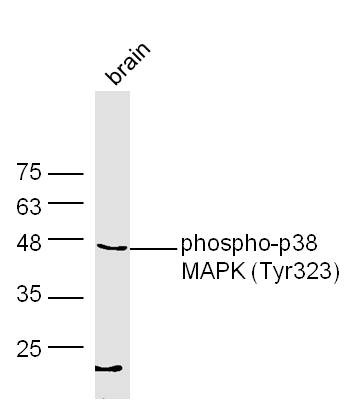 Anti-Phospho-p38 MAPK (Tyr323) Polyclonal Antibody