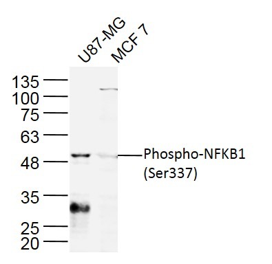 Anti-Phospho-NFKB1 (Ser337) Polyclonal Antibody