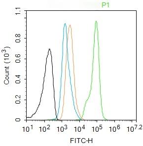 Anti-Phospho-STAT3 (Ser727) Antibody (8J881)