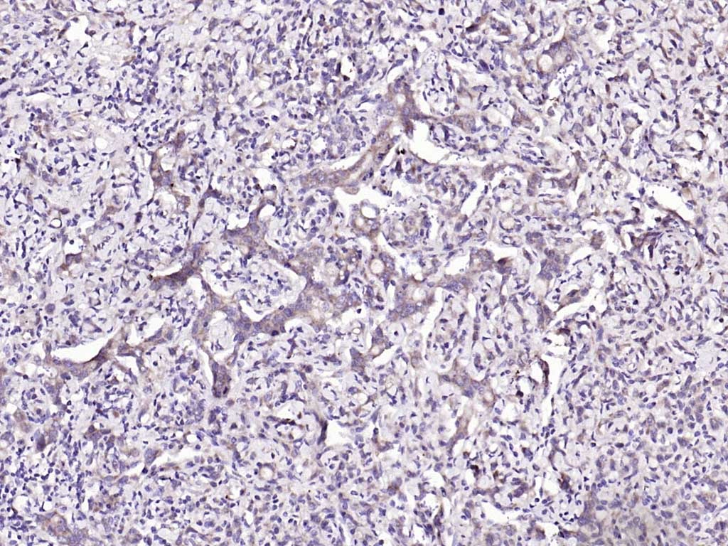 Anti-Phospho-IRF3 (Ser396) Polyclonal Antibody