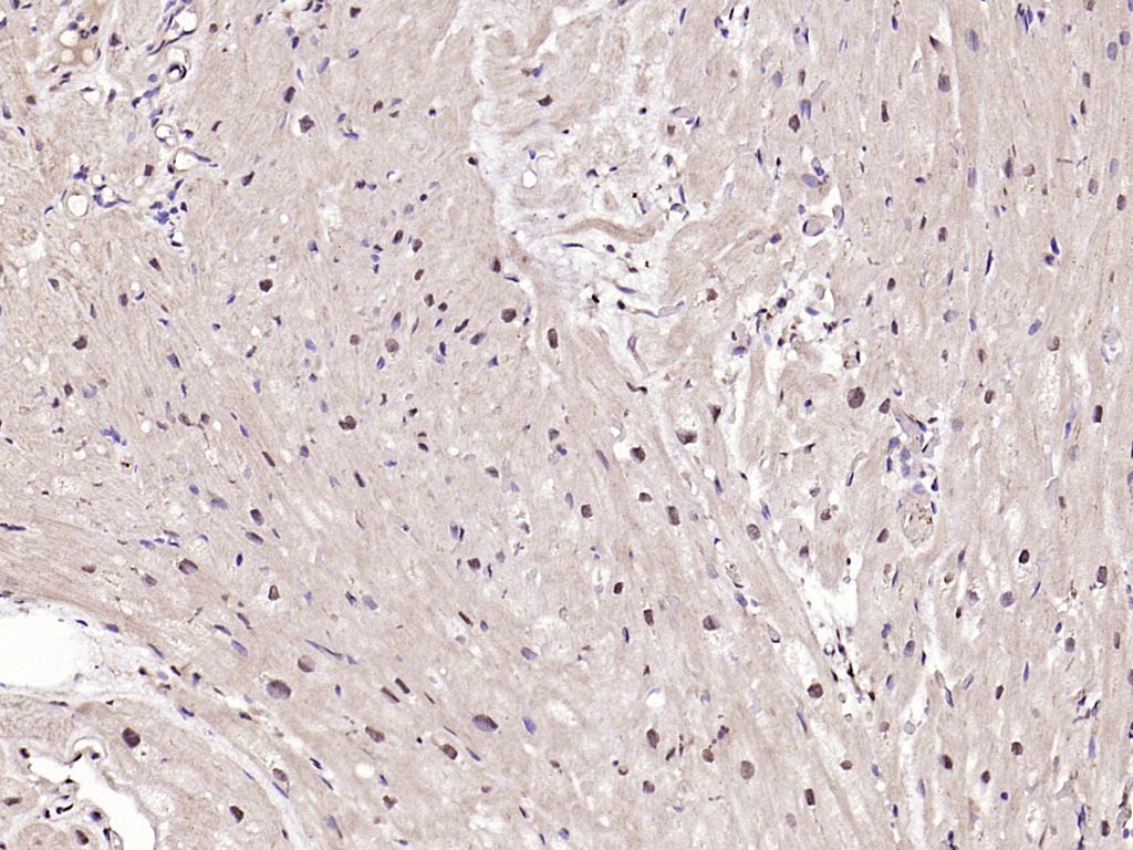 Anti-Phospho-IRF3 (Ser396) Polyclonal Antibody