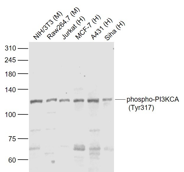 Anti-Phospho-PIK3CA (Tyr317) Polyclonal Antibody