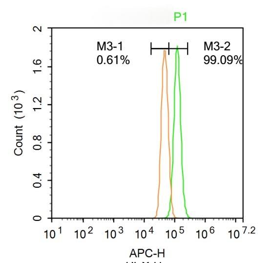 Anti-Phospho-PERK (Thr980) Polyclonal Antibody 2