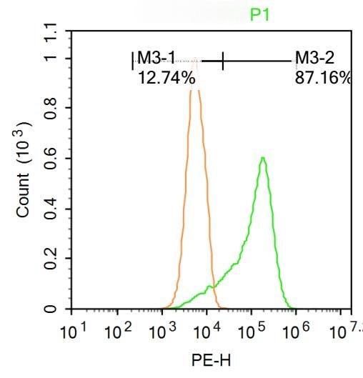 Anti-Phospho-IRE1 (Ser726) Polyclonal Antibody