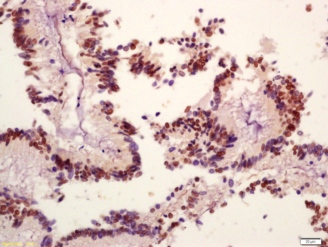 Anti-Phospho-PI3 Kinase p110 beta (Ser1070) Polyclonal Antibody