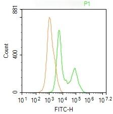 Anti-Phospho-PI3 kinase p85 alpha/gamma (Tyr467, Tyr199) Polyclonal Antibody