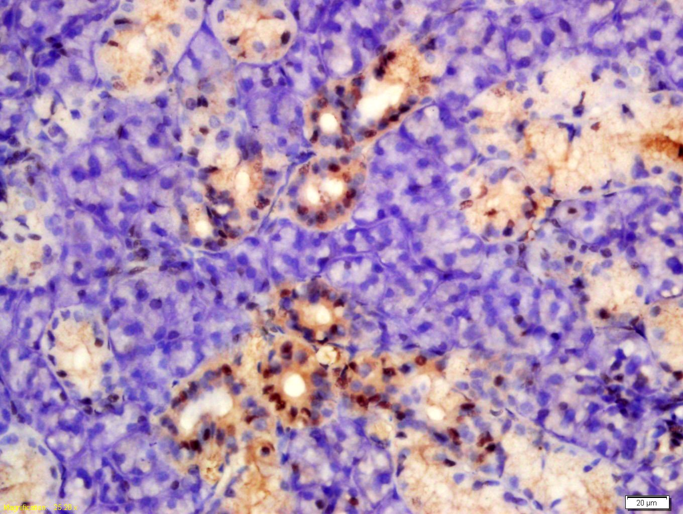 Anti-Phospho-PKM2 (Tyr105) Polyclonal Antibody