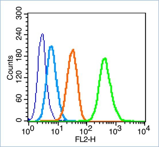 Anti-Phospho-IRS1 (Ser307) Polyclonal Antibody