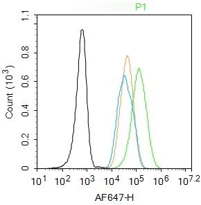 Anti-Phospho-IRS1 (Ser307) Polyclonal Antibody