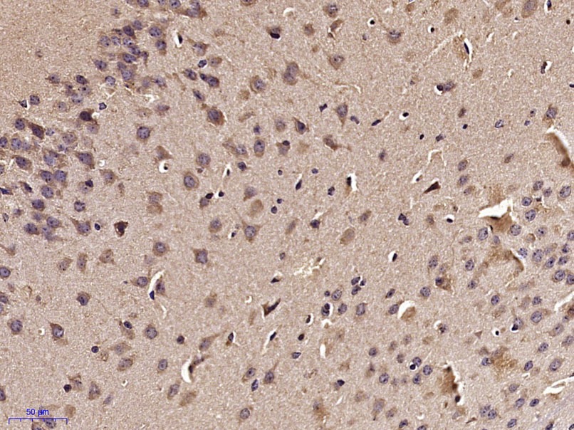 Anti-Phospho-TAK1 (Thr187) Polyclonal Antibody