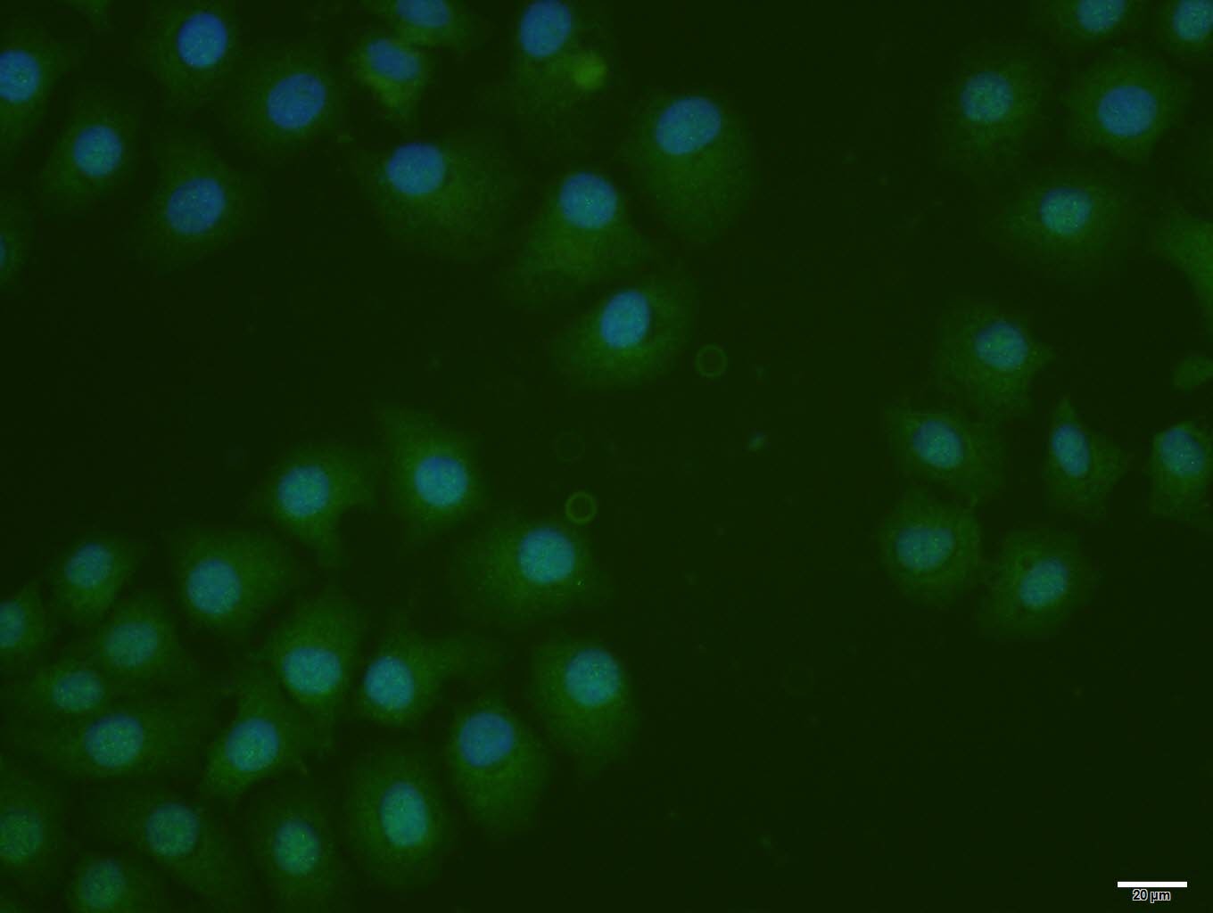 Anti-Phospho-IRF7 (Ser471, 472) Polyclonal Antibody
