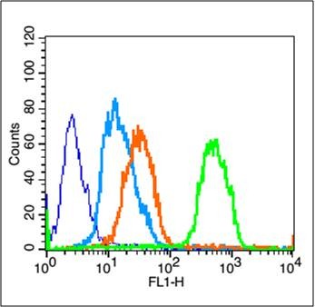 Anti-Phospho-PPAR gamma/PPARG (Ser112) Polyclonal Antibody