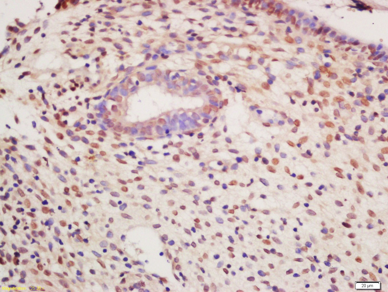 Anti-Phospho-PKM2 (Tyr105) Polyclonal Antibody