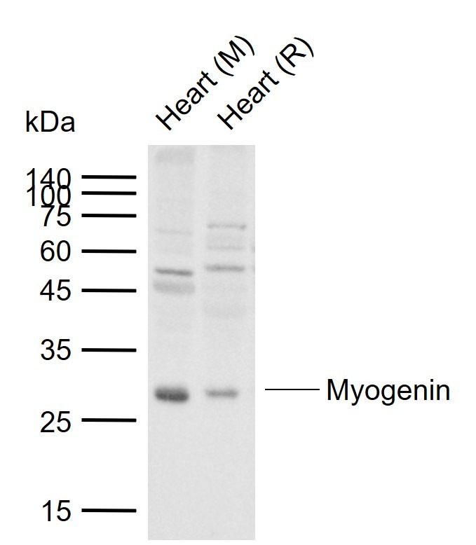 Anti-Myogenin Polyclonal Antibody