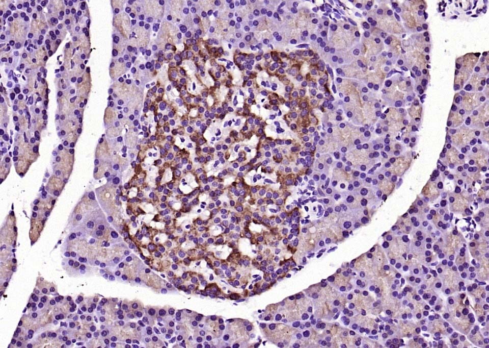 Anti-MYD88 Polyclonal Antibody
