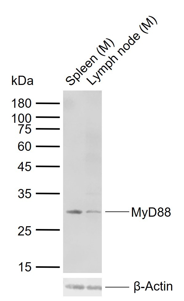 Anti-MYD88 Polyclonal Antibody