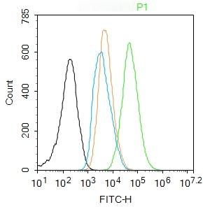 Anti-NF-kB p65 Polyclonal Antibody