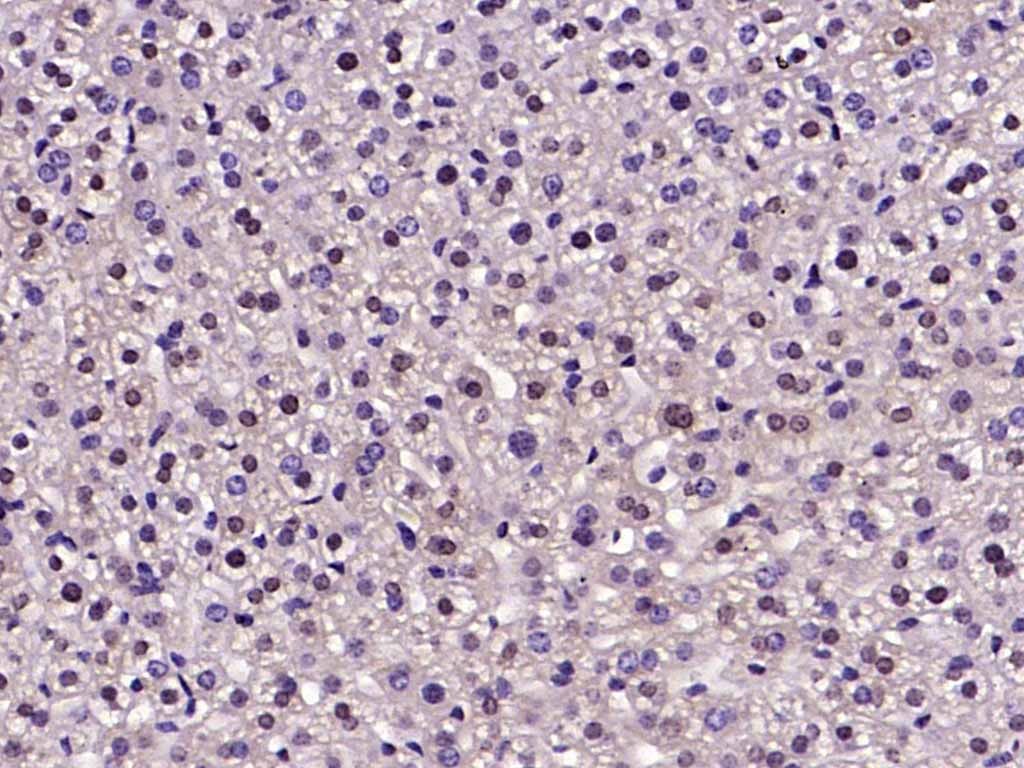 Anti-NR4A1 Polyclonal Antibody
