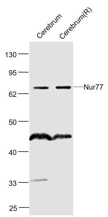 Anti-NR4A1 Polyclonal Antibody