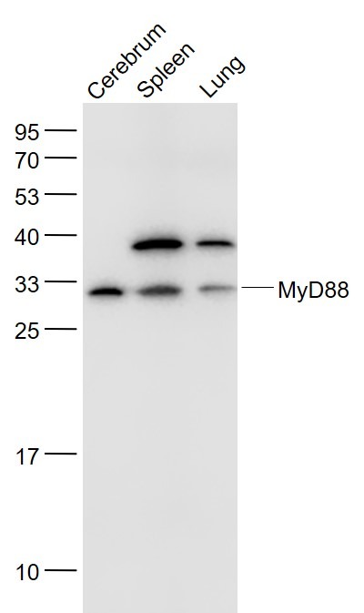 Anti-MYD88 Polyclonal Antibody