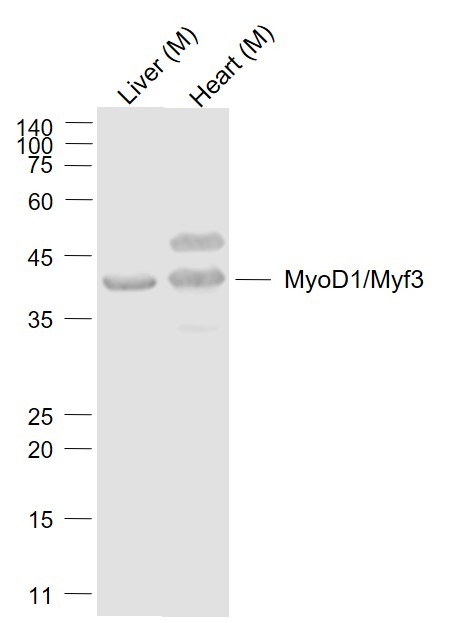 Anti-MyoD1/Myf3 Polyclonal Antibody