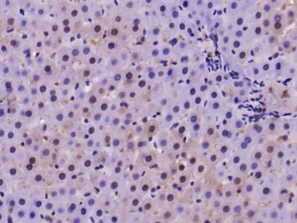 Anti-NR4A1 Polyclonal Antibody