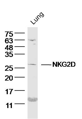 Anti-NKG2D/CD314 Polyclonal Antibody