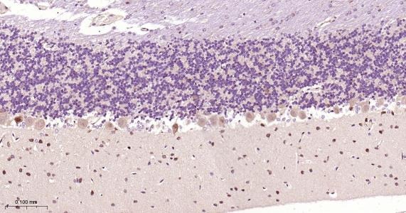 Anti-NGF Antibody (1M564)
