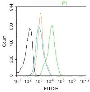 Anti-NKp46/NCR1 Polyclonal Antibody
