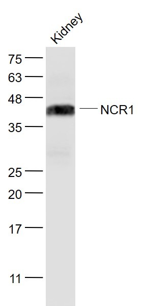Anti-NKp46/NCR1 Polyclonal Antibody