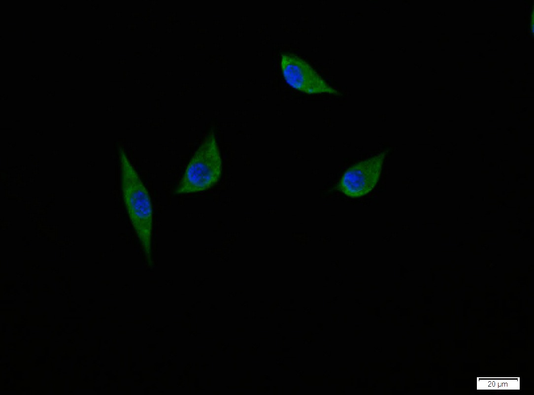 Anti-NGF Polyclonal Antibody
