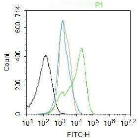 Anti-NF-kB p65 Polyclonal Antibody 6