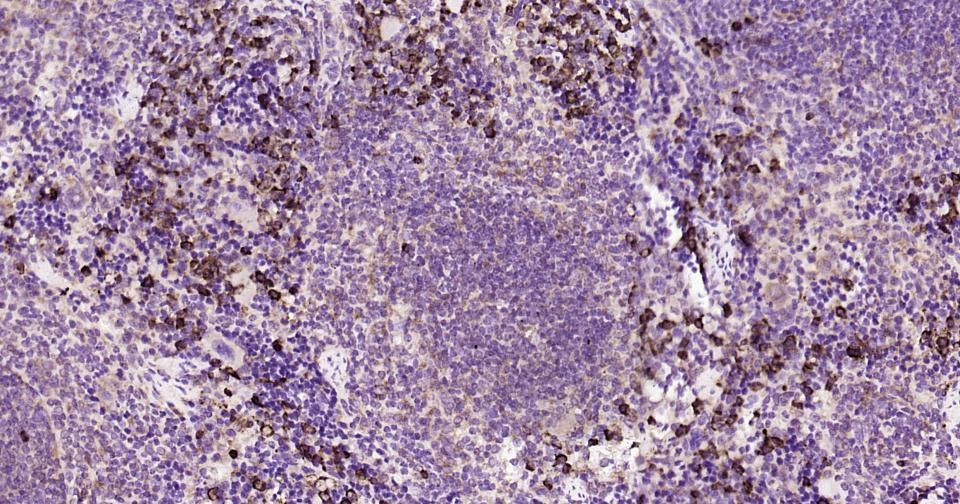 Anti-NLRP3 Polyclonal Antibody