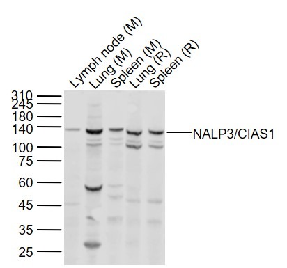 Anti-NLRP3 Polyclonal Antibody 3