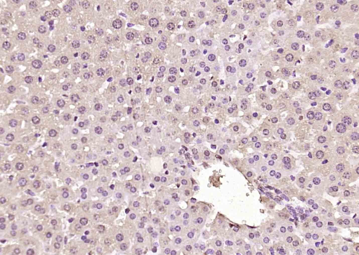 Anti-MSGN1 Polyclonal Antibody