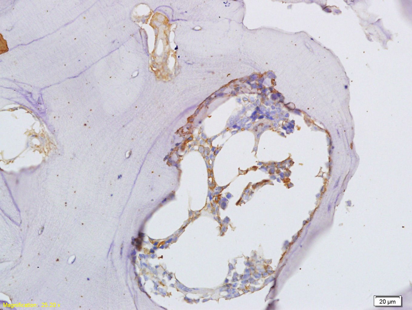 Anti-Osteopontin Polyclonal Antibody 2